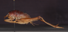 CollectionObject 1575863; 7a640700-cfdb-41f9-aaea-60f90fd6a8fa: male, lateral view (holotype). (CollectionObject).