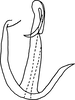 Aedeagus, lateral view on Anufrievia anchoroides Lin & Zhang, 2021: (Observation).