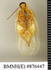 CollectionObject 1572980; 69c80c8f-446a-438a-a654-e9078aa4f8f5: Copyright Natural History Museum, London. Non-type (adult male) in BM(NH). Ventral view. (CollectionObject).
