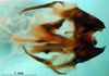 CollectionObject 1590514; 84e51a7c-512d-4753-88f9-2b848905ff00: phallic complex, dorsal view (paratype). (CollectionObject).