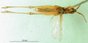 CollectionObject 1581396; 33741688-07a8-4365-859c-d3424424e540: male, ventral view (paratype). (CollectionObject).