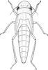 Nymph: !! display not done !! on Cofana spectra (Distant, 1908): (Observation).