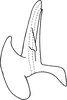 Aedeagus, lateral view on Erythridula sagittata (Beamer, 1930): Aedeagus, lateral view. (Observation).