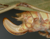 CollectionObject 1503504; 2fc55469-4823-4381-ae3b-3de41807d50e: female ovipositor (holotype). (CollectionObject).