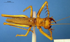 CollectionObject 1521421; 973d5e95-caba-4f5c-9ed6-22f54930b40c: male, dorsal view (lectotype). (CollectionObject).