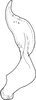 Stylus: !! display not done !! on Diceratalebra interrogata (Knull, 1940): Stylus. (Observation).