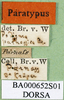 CollectionObject 1502039; 0cf8546a-e828-48b4-87f0-b74d30996d9e: labels (paralectotype). (CollectionObject).