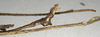 CollectionObject 1561071; NMW 861, c4f8b9ac-3355-40f1-a225-ab6ca982d55e: copyright NMW, Vienna. male of Pharnacia biceps : end of abdomen, lateral view (paralectotype). (CollectionObject).