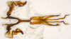 Aedeagus, ventral view: (Observation).