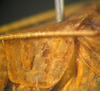 Kuwayamaea sapporensis Matsumura & Shiraki, 1908: male pronotum, lateral view. (Otu).