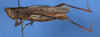CollectionObject 1535802; b9514780-b31d-400f-a215-b633adb03047: female, lateral view (lectotype). (CollectionObject).