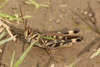 FieldOccurrence 3757; 9a295826-307e-4a96-aadb-32387d617a38; Parque Pereyra, Cantera, 2026/04/19: (FieldOccurrence).