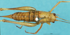 CollectionObject 1507235; 6531f464-2256-4a48-ab25-b97f81d93618: female, dorsal view. (CollectionObject).