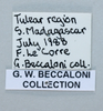 Elliptorhina laevigata (Saussure & Zehntner, 1895): Copyright Natural History Museum, London. Data labels from adult male. (Otu).