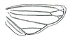 Hind wing: Commellus colon, hindwing. (Observation).