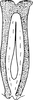 Connective on Paramesus obtusifrons (Stål, 1853): Connective. (Observation).