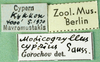 CollectionObject 1502899; af4affb2-4add-49cd-9b89-5aba3ccb99c2: labels. (CollectionObject).