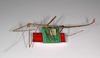 CollectionObject 1558347; 233e2e3a-59b8-4308-92ca-eb7f4328a712: copyright ZMHB, Berlin. male, lateral view (holotype). (CollectionObject).