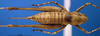 CollectionObject 1521369; 026c456f-19c1-4e17-adcf-99b638704cf8: female, dorsal view (holotype). (CollectionObject).