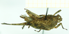 CollectionObject 1586370; 40b28fe3-848c-4dce-9cc4-a18fa8fa1859: female, dorsal view. (CollectionObject).