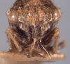 Head: !! display not done !! on Cyrtolobus acutus Van Duzee, 1908: (Observation).