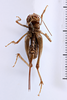 CollectionObject 1505607; b4773f29-a327-4516-94ff-1089d58ff827: female, ventral view (syntype). (CollectionObject).