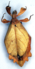 CollectionObject 1557810; NMW 300, 97aa5a37-709a-4dcf-8086-14fd2b63965e: copyright NHMW, Vienna. female (holotype). (CollectionObject).