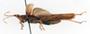 CollectionObject 1575286; 4f6ec2bd-f6bf-4885-90ed-7b20a8fc669c: male, lateral view (allotype). (CollectionObject).