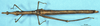 CollectionObject 1507107; 42044f68-a6c0-4c16-93c6-e9d8f38d809e: female, dorsal view (syntype of Apioscelis gracilis). (CollectionObject).