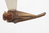 Habitus, dorsal view on Euhyloptera antillana Fennah, 1947: (Observation).