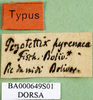 CollectionObject 1501306; edd333fa-5570-4fd7-8efe-5de9fde2d025: labels (holotype). (CollectionObject).
