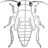 Habitus, lateral view on Arboridia (Arborifera) Sohi & Sandhu, 1971: Nymph (A. viniferata Sohi & Sandhu). (Observation).