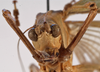 CollectionObject 1534625; a91330ef-00ac-455e-b171-db922775cfa1: male face (syntype). (CollectionObject).