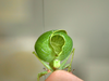 male, caudal view (Udzungwa Mountains, Ngologolo, January 2017). Depicts Aerotegmina vociferator Hemp, 2019, an Otu.