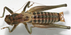 CollectionObject 1527096; f9b6850b-f393-4da0-b498-14d2b1f424fe: male, dorsal view (neotype). (CollectionObject).