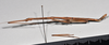 CollectionObject 1561182; ca722f59-5ae0-4d4f-8225-88a048e4085c: copyright NTUC. male, lateral view (syntype). (CollectionObject).;CollectionObject 1561183; 82a3663e-d3c8-40f6-994b-015a810d7a76: copyright NTUC. male, lateral view (syntype). (CollectionObject).