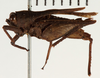 CollectionObject 1529958; 4e187848-5a8a-4da2-bb5c-93ab699069d4: female, lateral view (holotype). (CollectionObject).