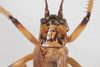 CollectionObject 1505573; d6cf464d-97e0-4b8e-81a9-007331000598: Female, dorsal view (syntype). (CollectionObject).
