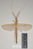CollectionObject 1560022; NHMUK(SF IMPORT DUPLICATE) 8447890, 24e86c4f-870d-4516-96dc-84b2c0aa334e: copyright Natural History Museum, London. female of Necroscia haanii (lectotype). (CollectionObject).