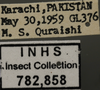 Other on Exitianus nanus (Distant, 1908): Labels. Labels for the lateral image. (Observation).