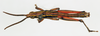 CollectionObject 1540596; 6b57ac77-96ac-4da7-bb79-1425a3f6e91b: male, dorsal view (holotype). (CollectionObject).