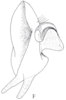 Cixidia (Epiptera) mersinica (Dlabola, 1987): (Otu).