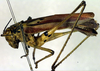 CollectionObject 1501736; 8f4ee044-d213-4c13-835f-fadb7e2979d4, DORSA BTpoeannS05: female (syntype). (CollectionObject).
