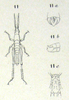 Orthacris (Orthacris) filiformis Bolívar, 1884: Pl. II, 11, 11a-c. male habitus, abdomen tip dorsal (a) and lateral (b), sternal plate (c). (Otu).