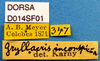 CollectionObject 1505171; b4db2125-5729-41a3-b86d-521fa11e5152, DORSA D014SF01: labels. (CollectionObject).
