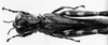 CollectionObject 1541623; 2cc3af00-27e2-47e0-adeb-819b06fb0e0e: Image Carbonell, C.S. female, head and pronotum, dorsal view (allotype). (CollectionObject).