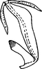 Aedeagus, lateral view on Damaniana aurantiaca (Thapa, 1989): Aedeagus (D. aurantiaca Thapa), lateral view. (Observation).