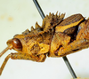 CollectionObject 1498820; e2d41211-d613-4a90-943b-3f673d1cf712: 2012. male, head and pronotum, lateral view. (CollectionObject).
