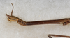 CollectionObject 1557940; 519861e5-b151-4d16-9c8f-b17a43c764a4: copyright USNM, Washington. (CollectionObject).