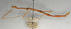 CollectionObject 1557938; NMW 420, ab50f9de-17fd-44e1-bf95-583dfddbcc16: copyright NMW, Vienna. female, lateral view (holotype). (CollectionObject).